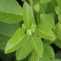 Withania somnifera plant